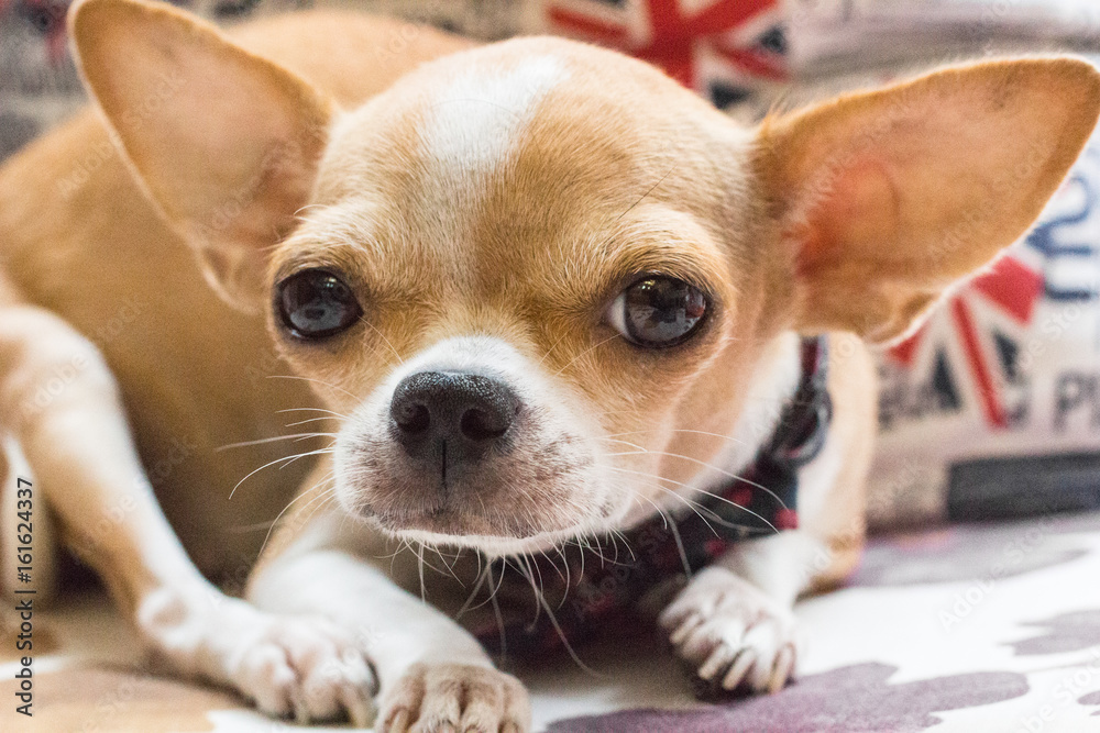 犬・チワワ 犬・チワワ