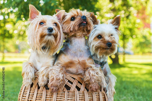 Yorkshire terriers sitting in the basket outdoors