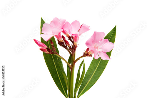Oleander flower isolated