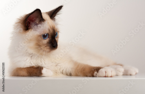 A seal point Birman cat  4 month old kitten  male is lying on the white table  