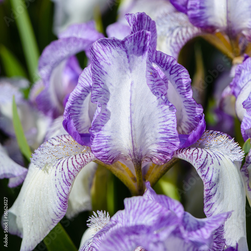 Fototapeta Naklejka Na Ścianę i Meble -  Beautiful flowers of iris with large petals of white color with a lilac edging