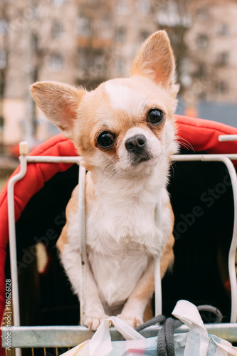 Funny Red And White Tiny Chihuahua Dog  Looks Out Of Cage.