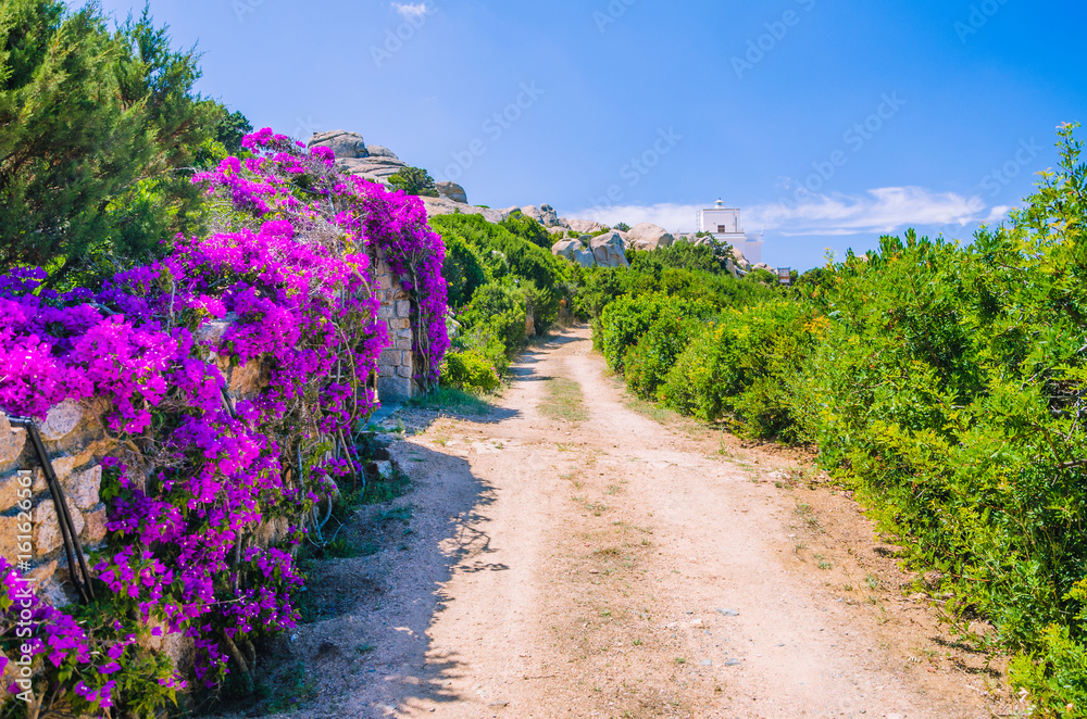 Road to lighthouse with bright lilac flowers side, Porto Rafael, Palau, Sardinia, Italy