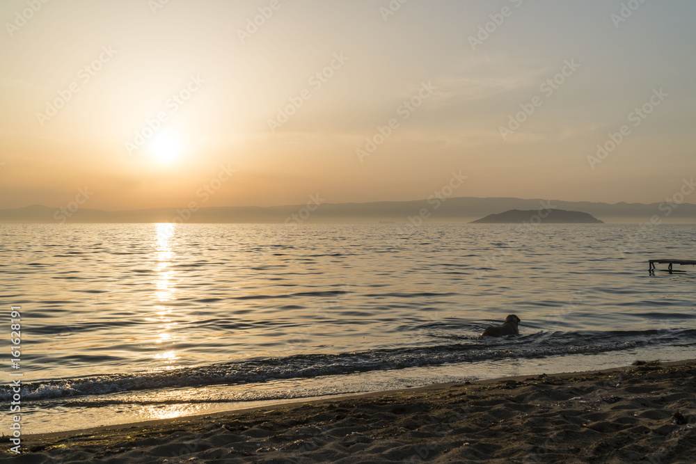 Dog Enjoying The Beach