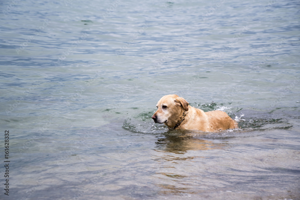 Swimming Dog