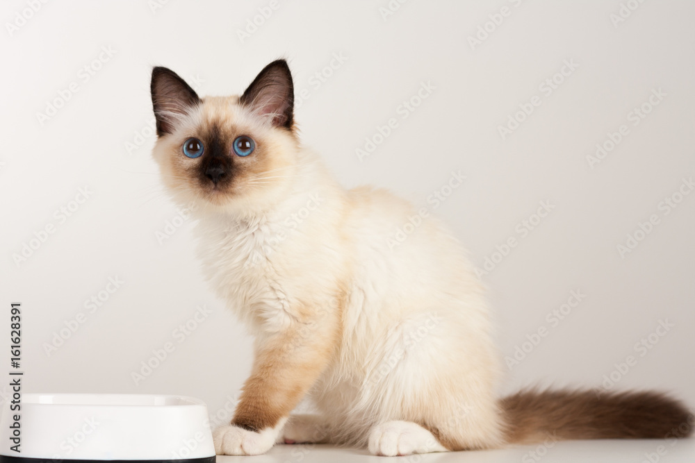 A seal point Birman cat, 4 month old kitten, male with blue eyes with white bowl