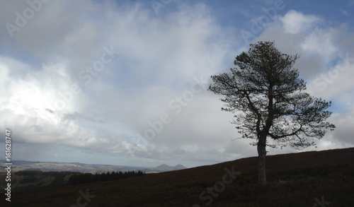 Scots Pine tree (pinus sylvestris) on heather moor land hill