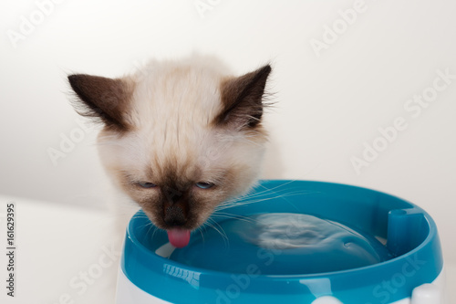 A seal point Birman cat, 4 month old kitten, male with bue eyes drinks water from cat fountain