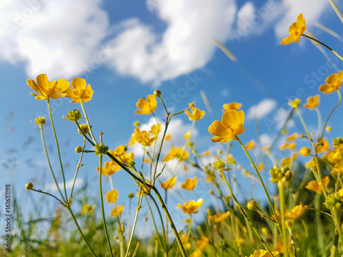 Fototapeta Naklejka Na Ścianę i Meble -  Blooming meadow and blue sky