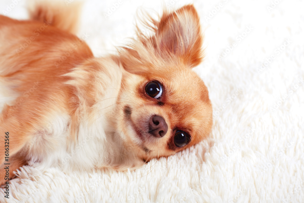 Cute redhead chihuahua fun looks at the camera. Close -up Cute redhead chihuahua fun looks at the camera. Close -up