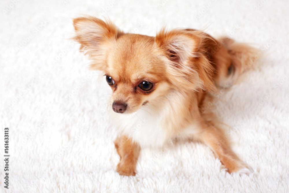 Cute redhead chihuahua fun looks at the camera Cute redhead chihuahua fun looks at the camera