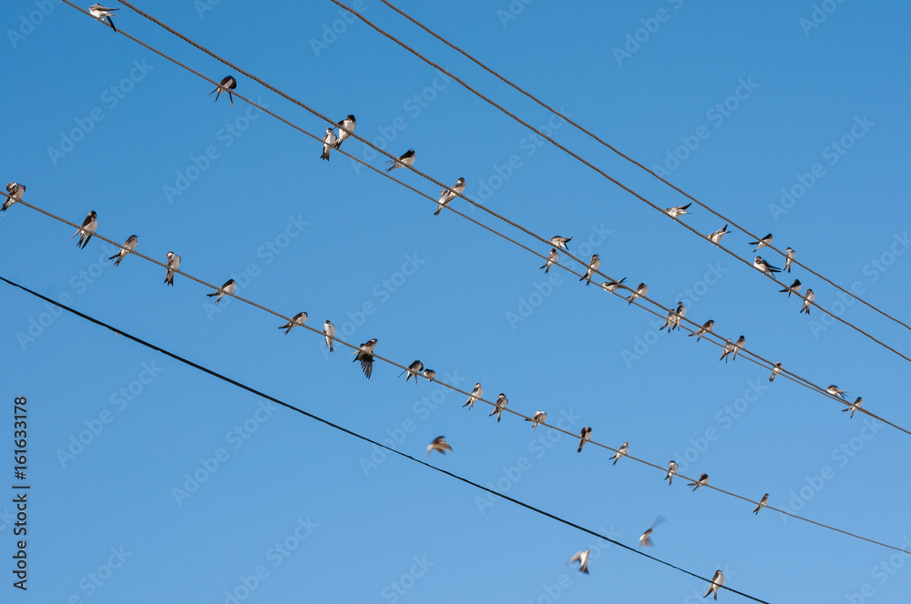 swallows on wires, nice birds swallows on wires, nice birds