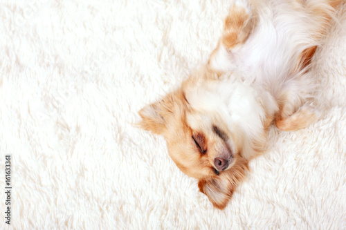 Cute ginger chihuahua asleep on a white carpet