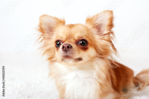 Cute redhead chihuahua fun looks at the camera. Close -up