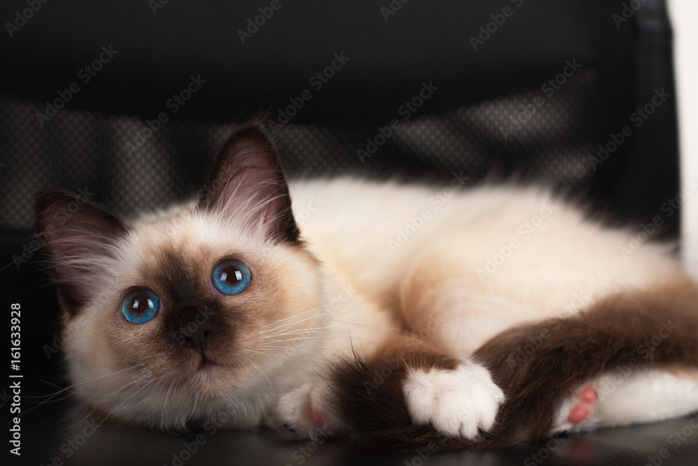 A seal point Birman cat, 4 month old kitten, male with blue eyes is  lying on the office chair