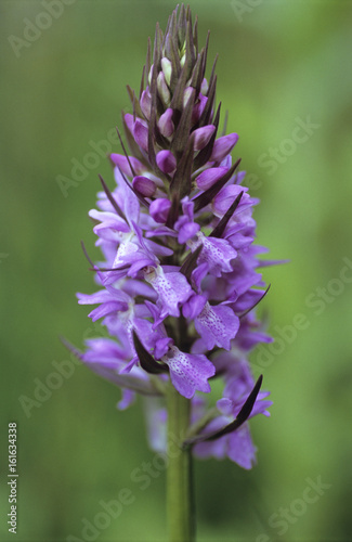 Early purple orchid  orchis mascula 