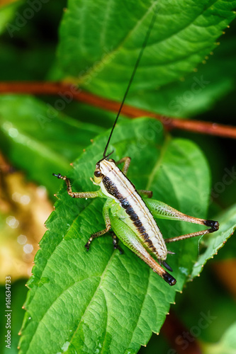 Grasshopper on leaf © nedomacki