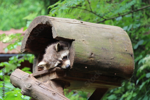 Waschbär schaut frech aus seiner Höhle