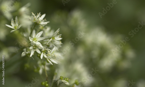 Ramsons (allium ursinum)
