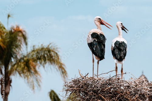 couple of stork at nest