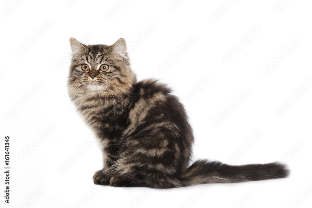 Cat on white background Cat on white background