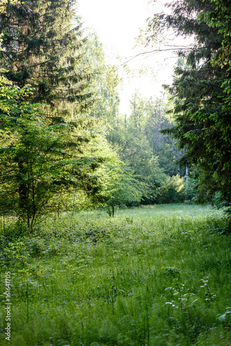 green forest in early summer morning