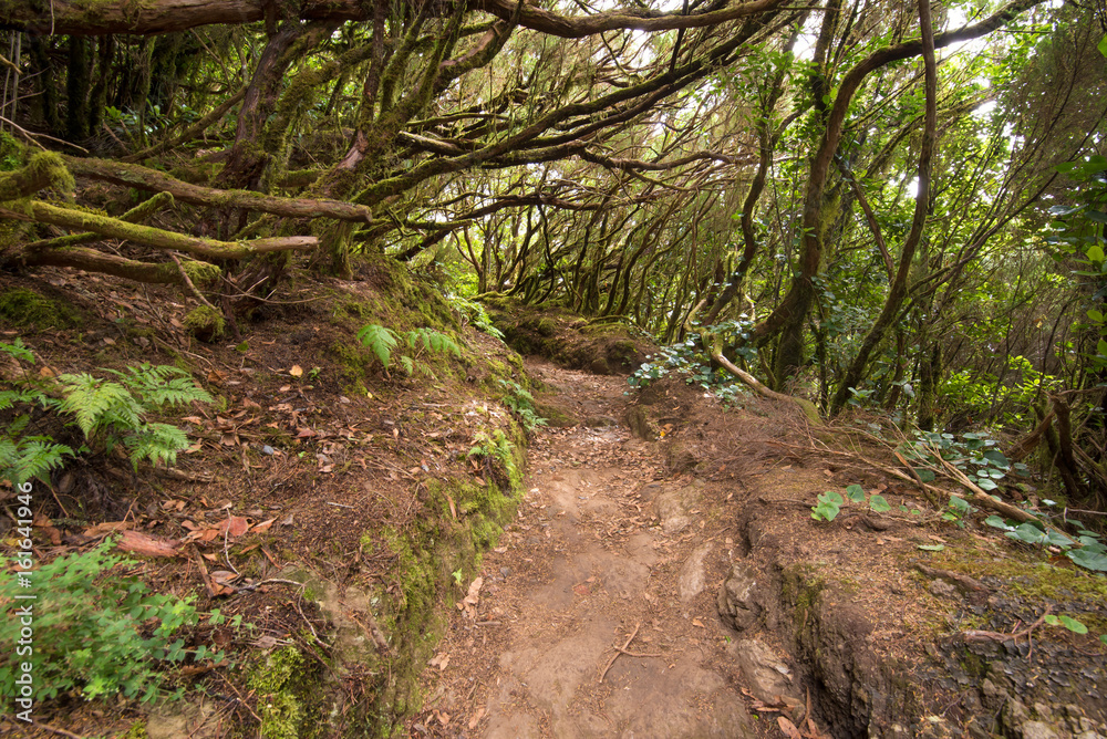 Anaga tropical forest in tenerife, Canary islands, Spain. Anaga tropical forest in tenerife, Canary islands, Spain.