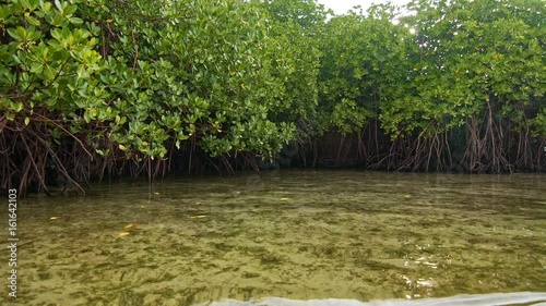 Floating near mangroves shore
 photo