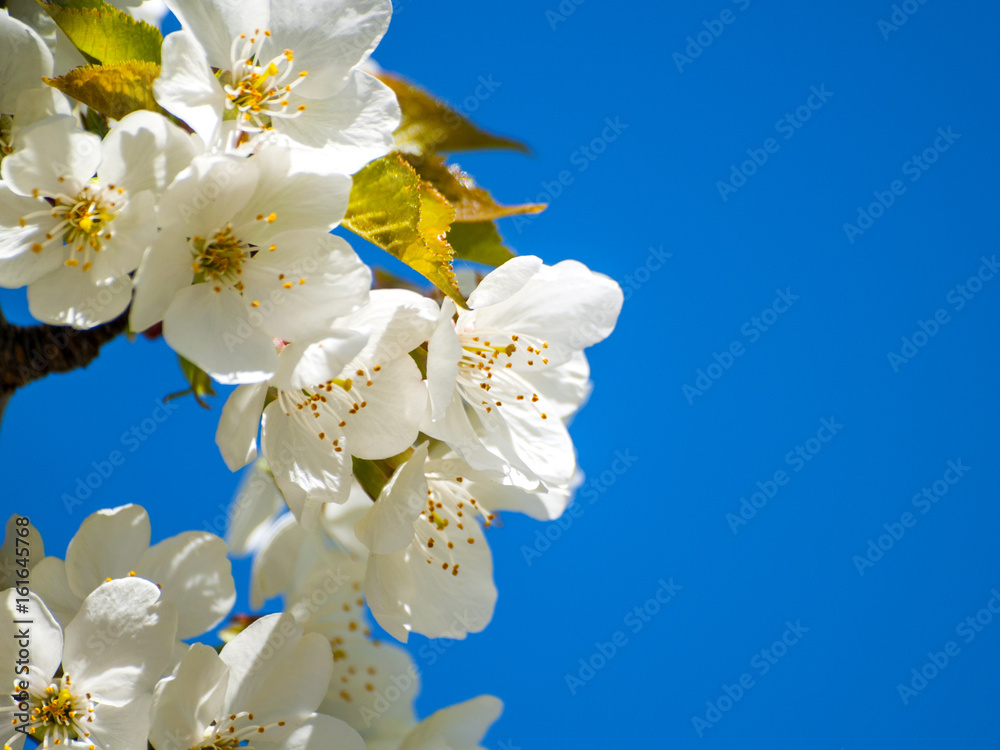 Cherry tree on blooming at springtime with copy space Cherry tree on blooming at springtime with copy space