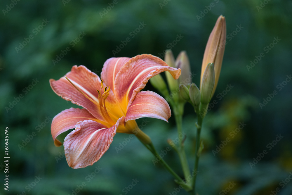 Orchidee Orchidee