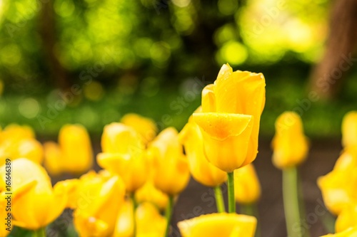 yellow tulips after rain with raindrops