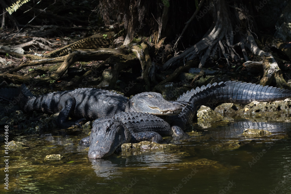 Alligators Resting, Sleeping, Big Cypress National Preserve, Florida