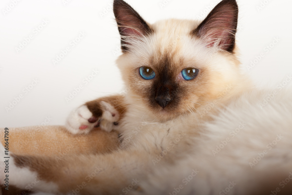 A seal point Birman cat, 4 month old kitten, male with blue eyes