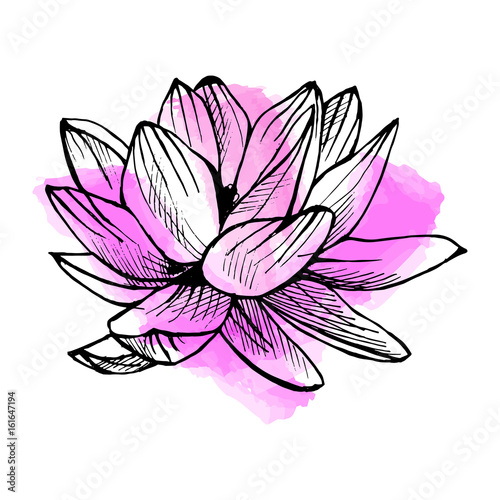 Hand drawn lotus on watercolor background in a sketch style. Floral collection.