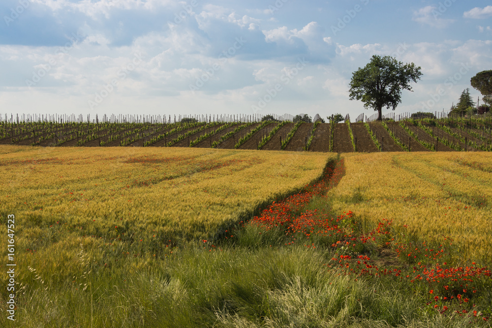 Weinreben mit Weizenfeld und Mohnblumen in der Toskana