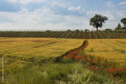 Obraz na płótnie Weinreben mit Weizenfeld und Mohnblumen in der Toskana w salonie
