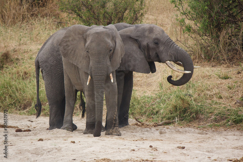 Two African Elephants in Tarangire National Park