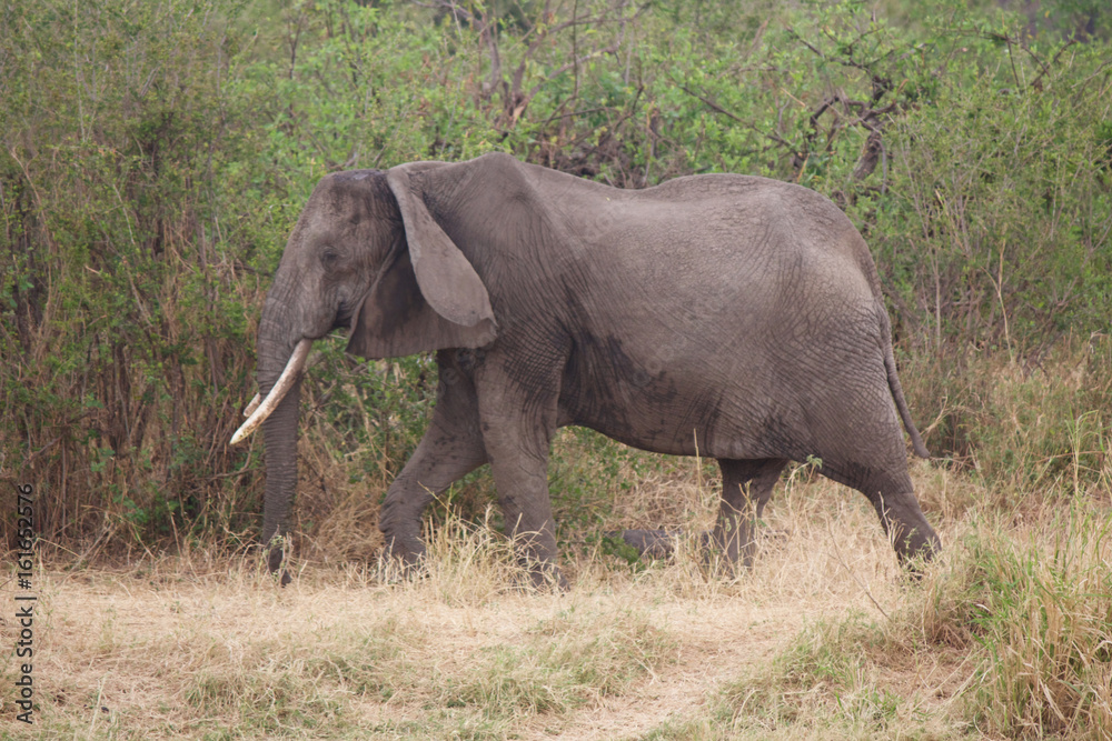An Old Elephant Walking in Tanzania An Old Elephant Walking in Tanzania