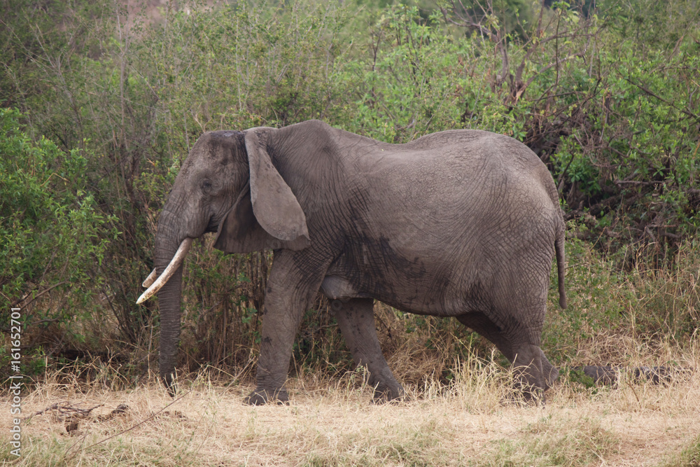 African Elephant Matriarch
