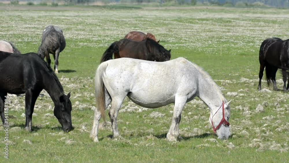 Group of horses in the summer pasture Group of horses in the summer pasture