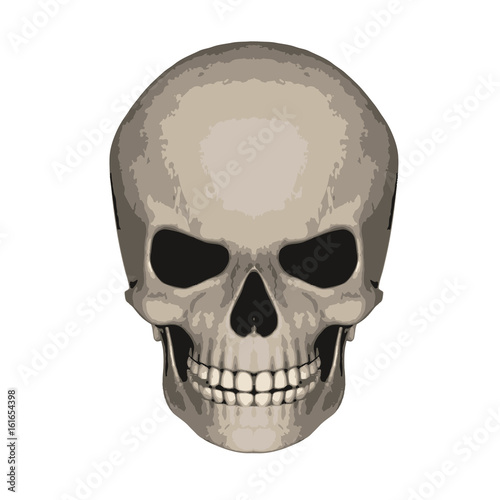 Vector illustration of a skull
