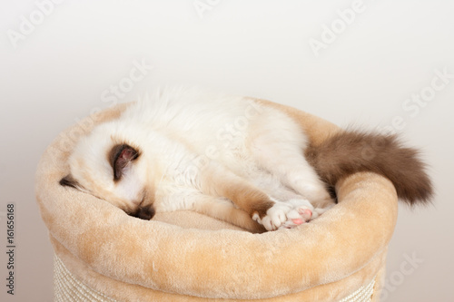 A seal point Birman cat  4 month old kitten  male with blue eyes is sleeping on cat scratching barrel