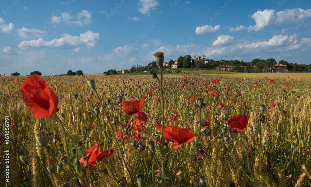 Mohnblüte in der Toskana