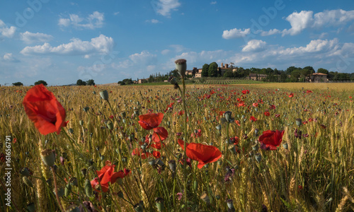 Mohnblüte in der Toskana