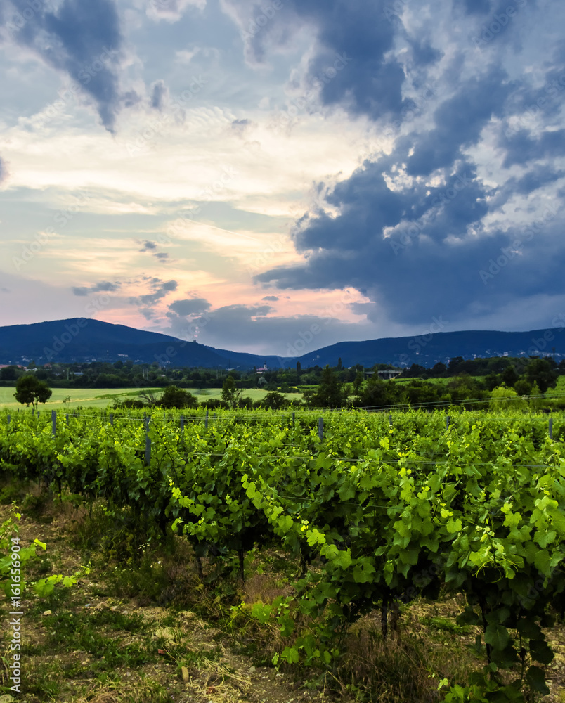 green vineyards landscape on sunset time 