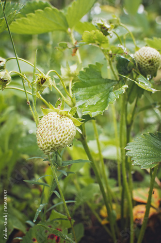 Green strawberrie growing on a plant close up. Vertical photography.