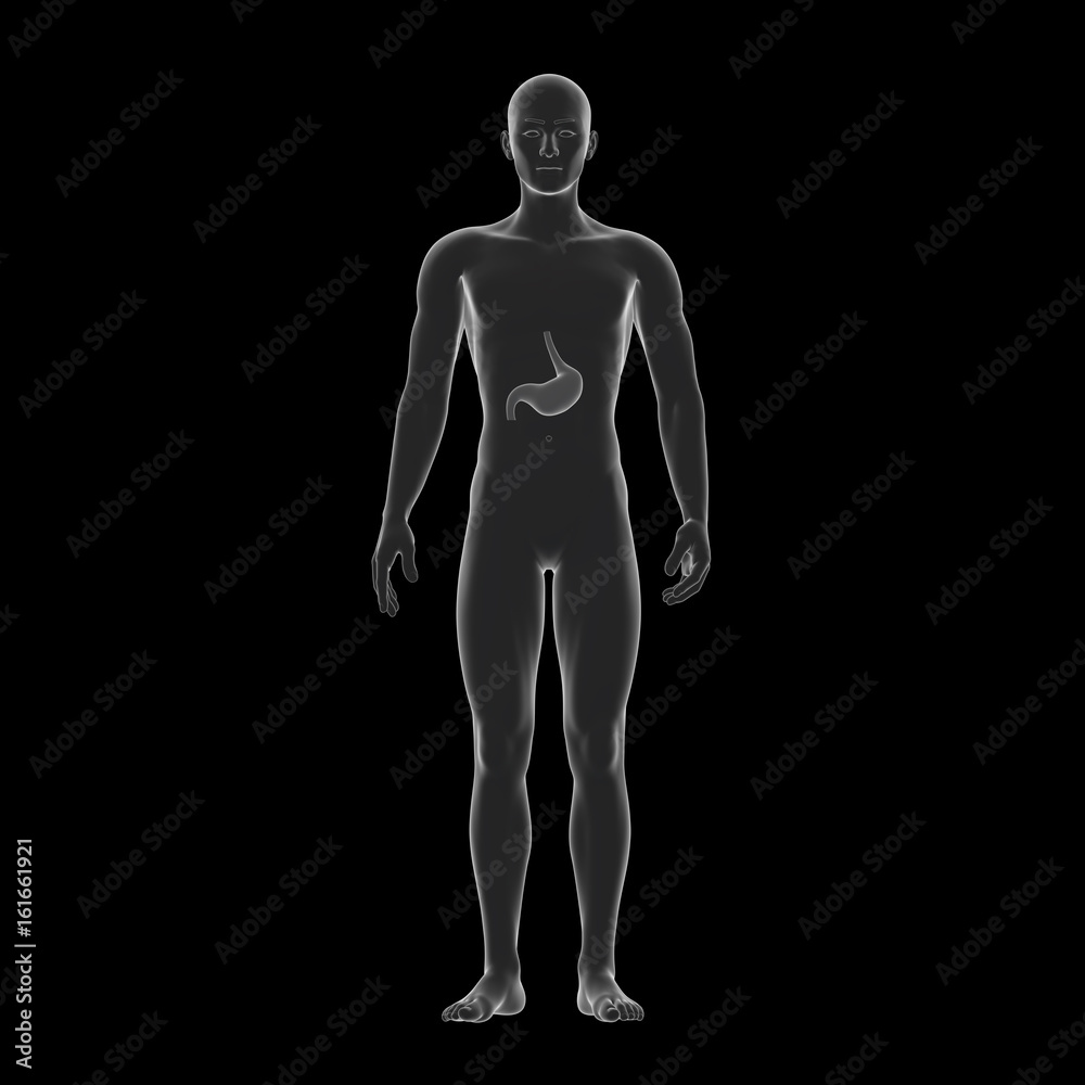 Fototapeta premium Human Stomach, Medical Illustration