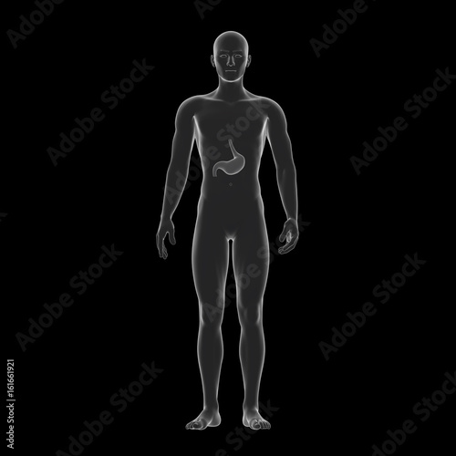 Human Stomach, Medical Illustration