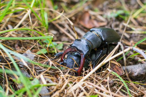 Mating stag beetle