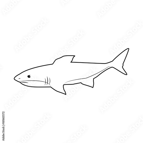 shark marine wild life nature animal vector illustration